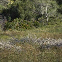 Bronwen-Trupp_KK4A5370