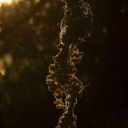 Carin__MG_5986_small