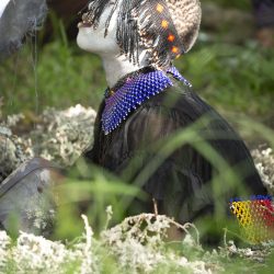 Ivukuvuku-KK4A0692small