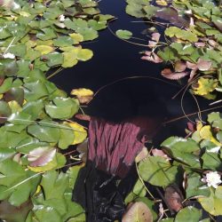 Secret_resized_20220106_075442501-821x1024